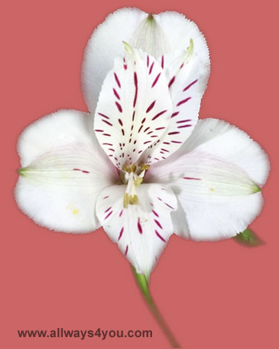 Alstroemeria-White-Diamond Flowers- 646-208-9995 wholesale